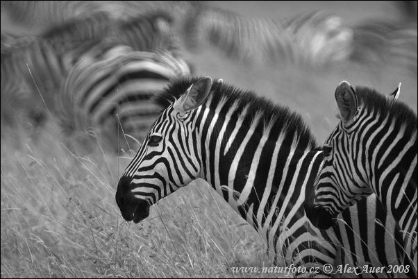 Grant's Zebra (Equus burchellii boehmi)