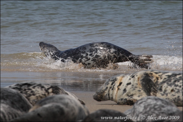 Grijze zeehond