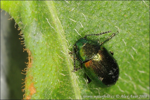 Groen zuringhaantje