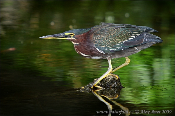 Groene reiger