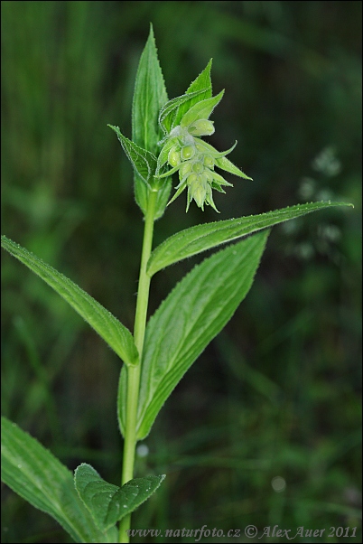 Grootbloemig vingerhoedskruid