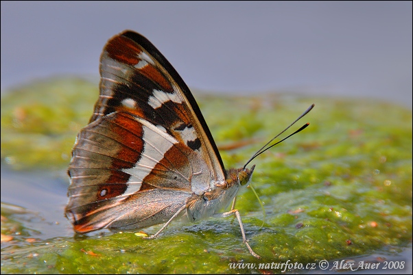 Grote weerschijnvlinder