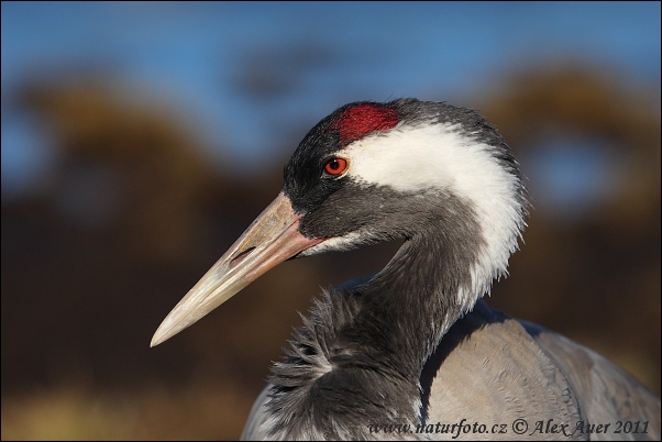 Grulla común