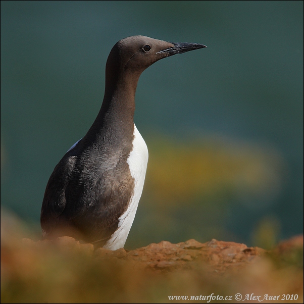 Guillemot de Troïl