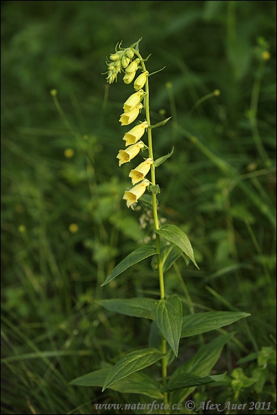 Gul fingerborgsblomma