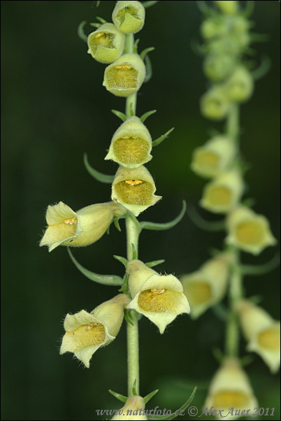 Gul fingerborgsblomma