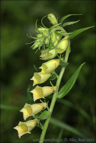 Gul fingerborgsblomma