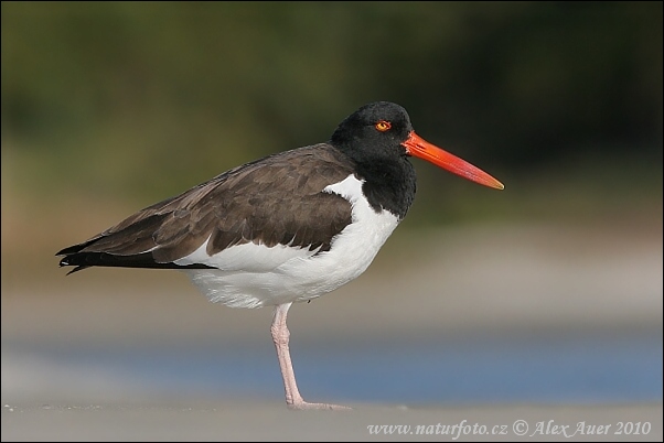 Haematopus palliatus