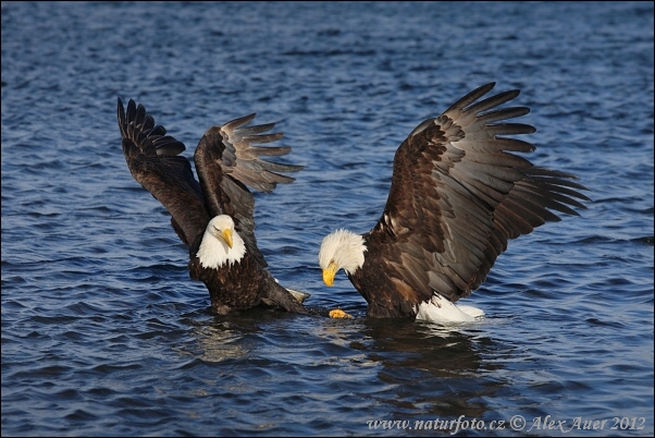 Haliaeetus leucocephalus