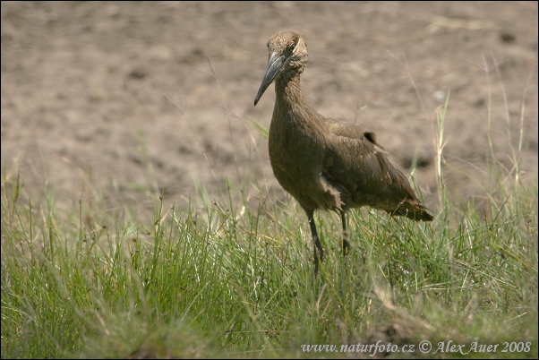 Hamerkop