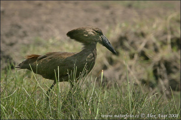 Hamerkop