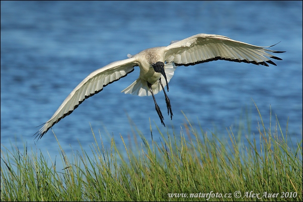 Heilige ibis