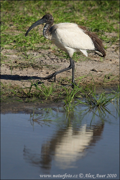 Heilige ibis