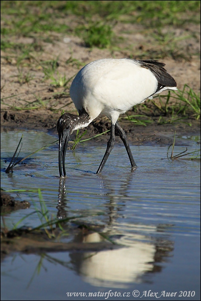 Heilige ibis