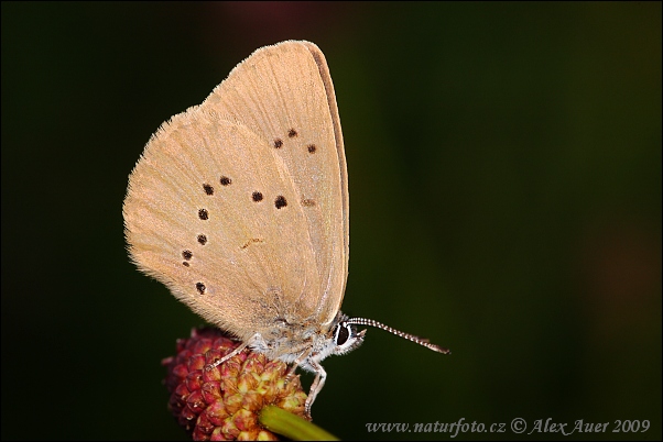 hengaris nausithous