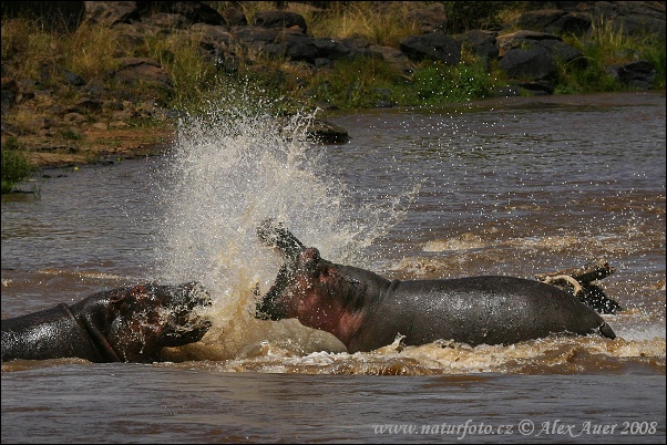 Hippopotamus amphibius