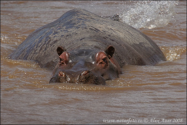 Hippopotamus amphibius