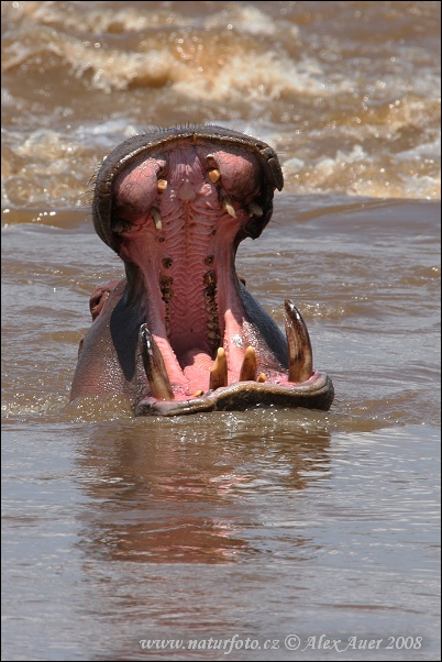 Hippopotamus amphibius