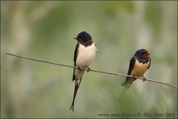 Hirundo rustica