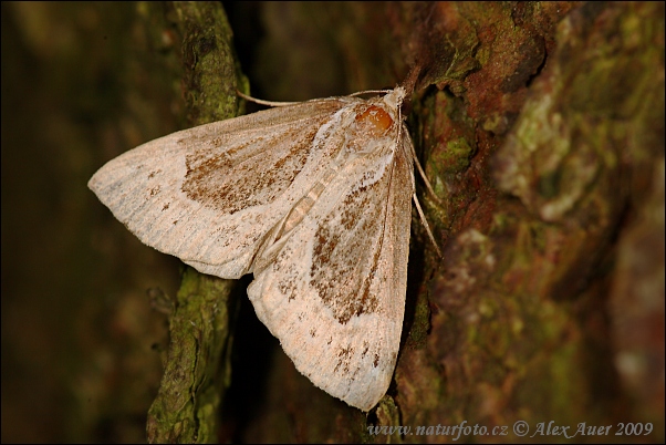 Hypena crassalis