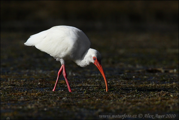 Ibis biały