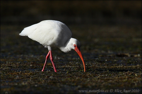 Ibis bianco