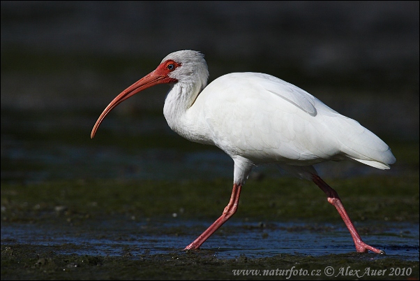 Ibis bianco