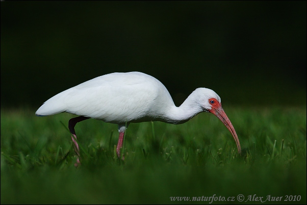 Ibis bianco