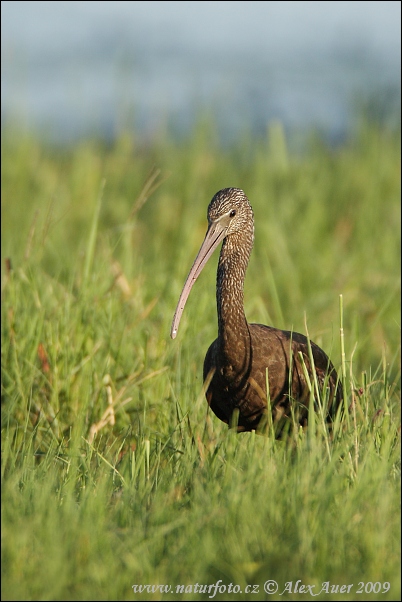 Ibis falcinelle