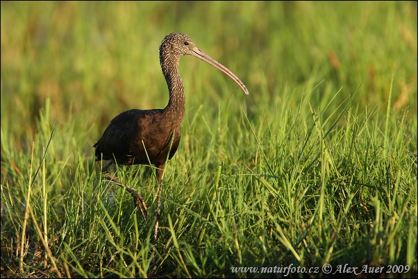 Ibis falcinelle