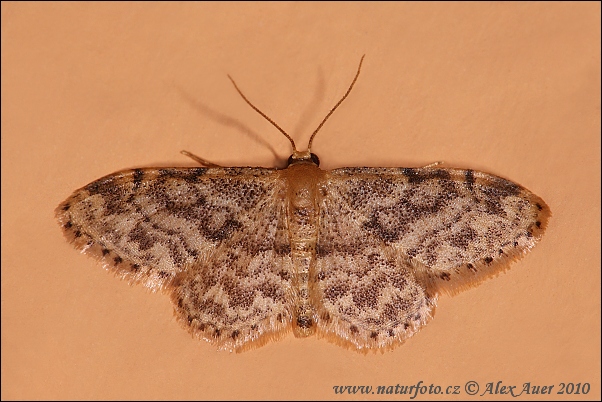 Idaea inquinata