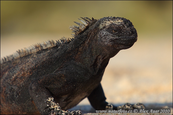 Iguana marina