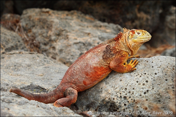 Iguana terrestre de Galàpagos