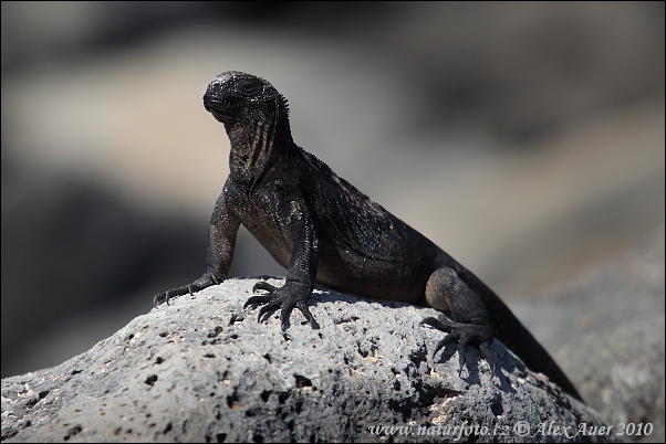 Iguane marin des Galapagos