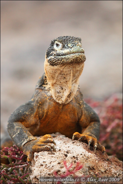 Iguane terrestre des Galapagos