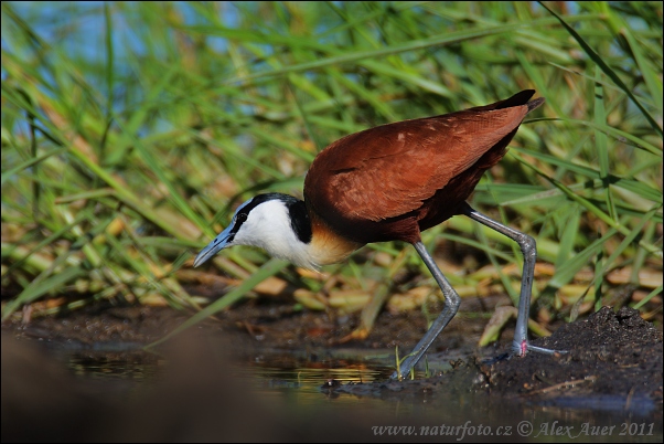 Jacana à poitrine dorée