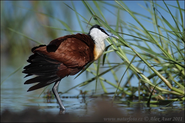 Jacana à poitrine dorée