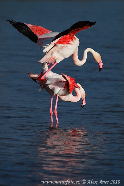 Karayip flamingosu