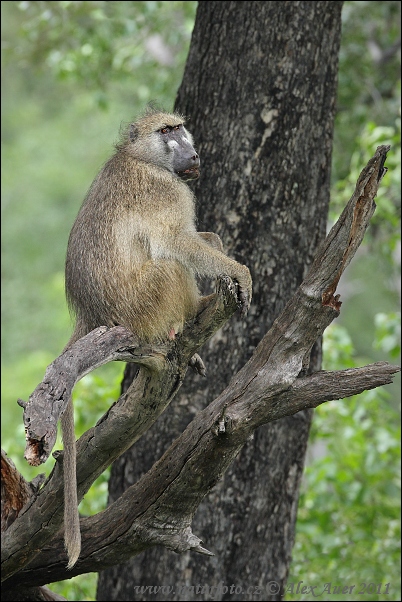 Khỉ đầu chó Chacma