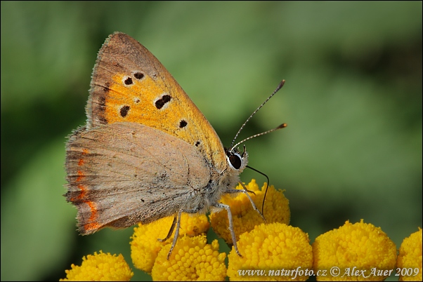 Kleine vuurvlinder