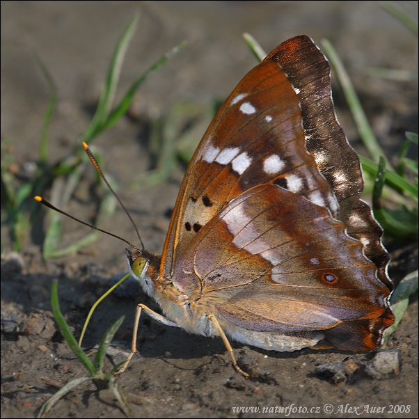 Kleine weerschijnvlinder