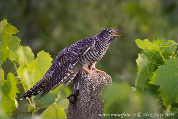 Koekoek vogel