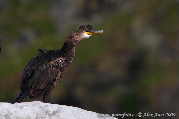 Kormoran czubaty