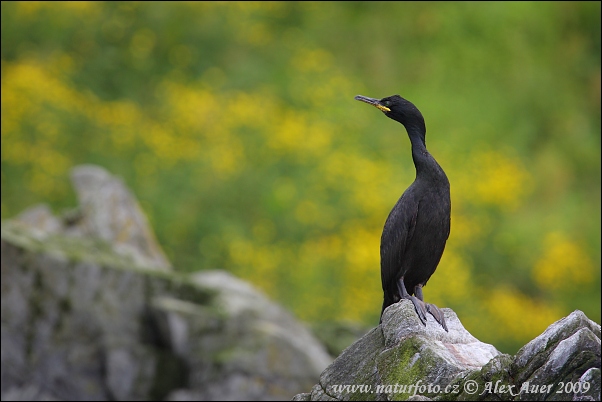 Kormoran czubaty