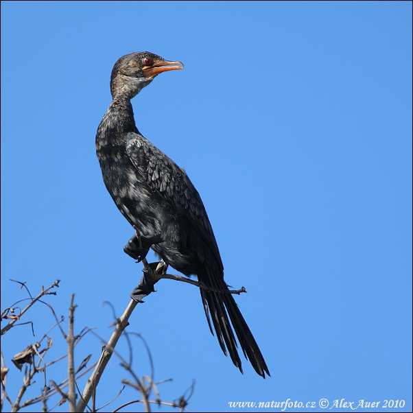 Kormoran etiopski