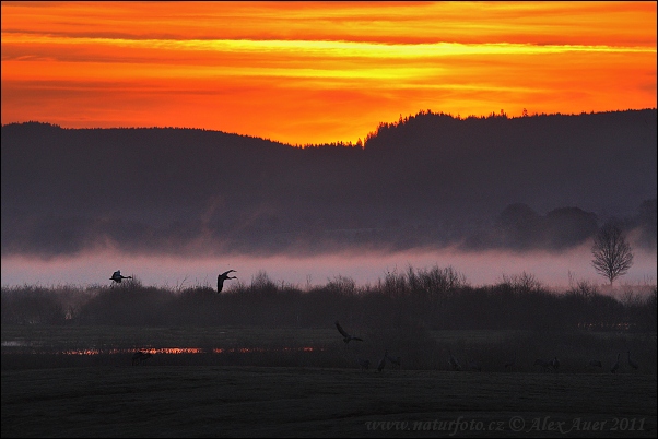 Kraanvogel vogel
