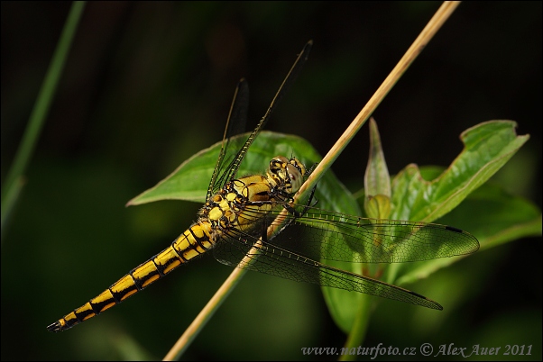 lack-tailed Skimmer