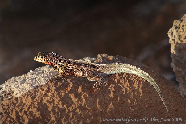 lagartijas de lava.