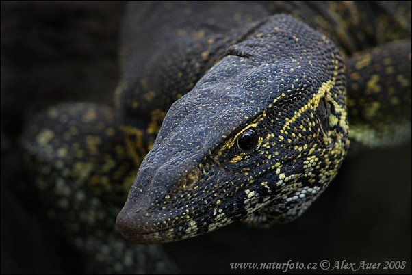 Lagarto-do-nilo
