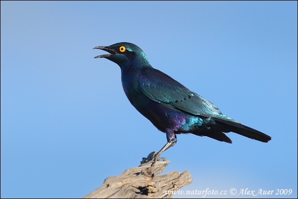 Lamprotornis purpureus